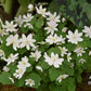 anemonella-thalictroides_2252-5