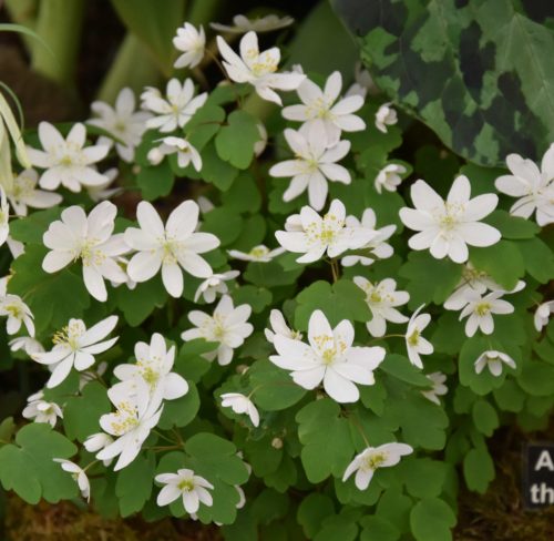 anemonella-thalictroides_2252-5