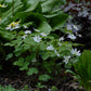 anemonella_0881