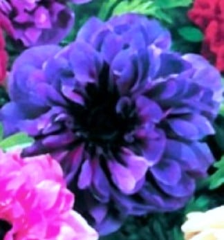 anenome-st-brigid-blue