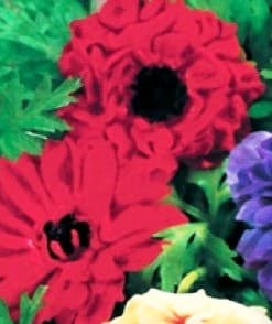anenome-st-brigid-red