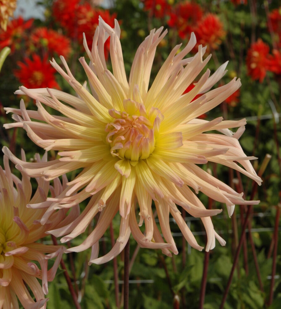 Apricot Star &#8211; 2 (st)