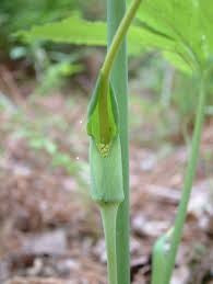 Arisaema dracontium web photo