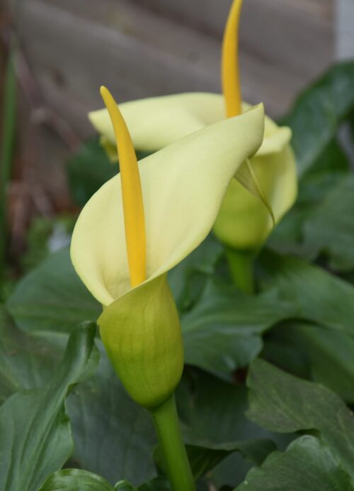Arum creticum_3515 (2)
