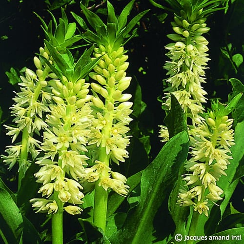 Autumnalis