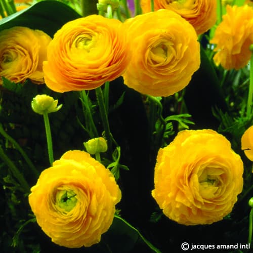 Aviv-Yellow