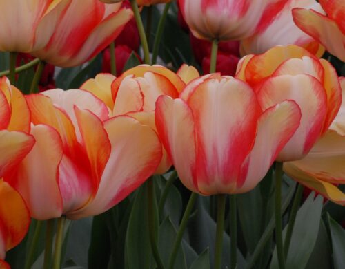 Beauty of Spring (fields)_0877