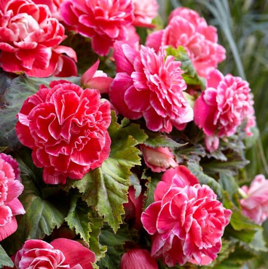 Begonia Camellia