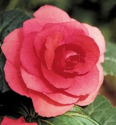 Begonia Double Pink