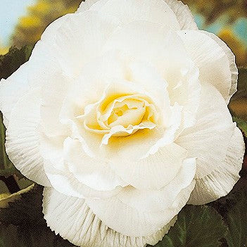 Begonia Double White