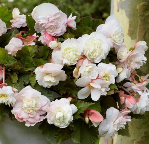 Begonia odorata wit