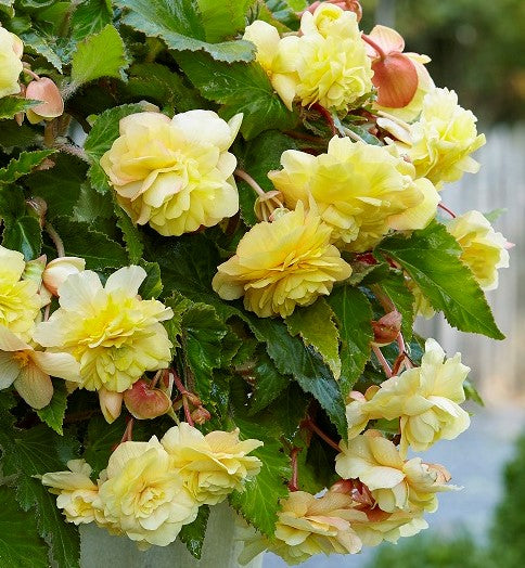 Odorata yellow begonia