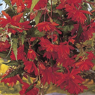 Begonia Pendula Orange