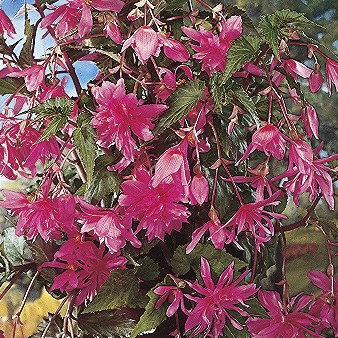 Begonia Pendula Pink