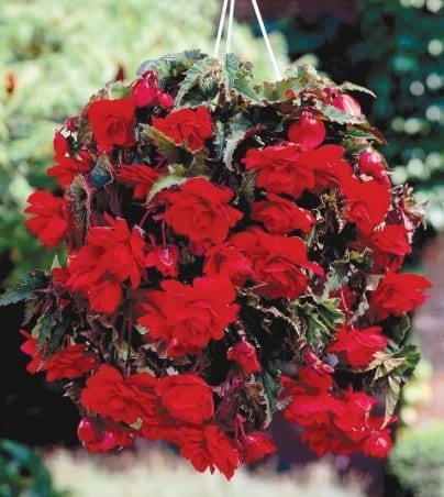 Begonia Pendula Red 1