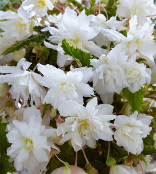 Hangbegonia wit