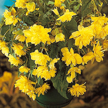 Begonia Pendula yellow