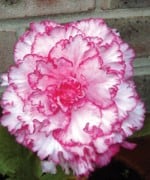 Begonia Picotee white red