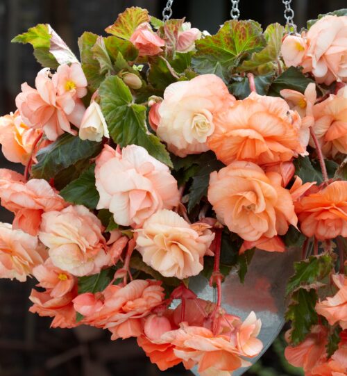Begonia splendide zalm/wit