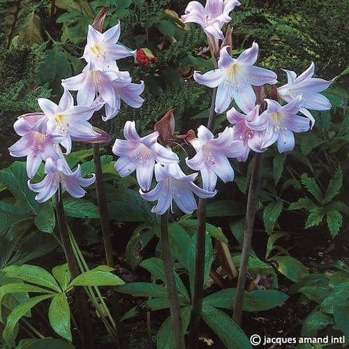 Belladonna