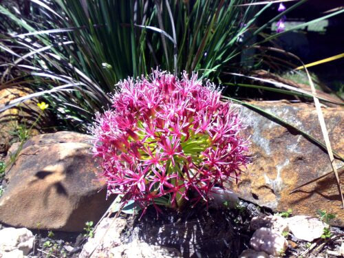 Boophane disticha