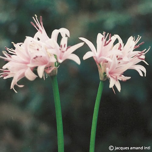Bowdenii-Stephanie