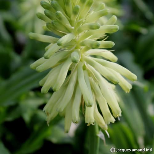 Bracteata-‘Lemon-Flame’