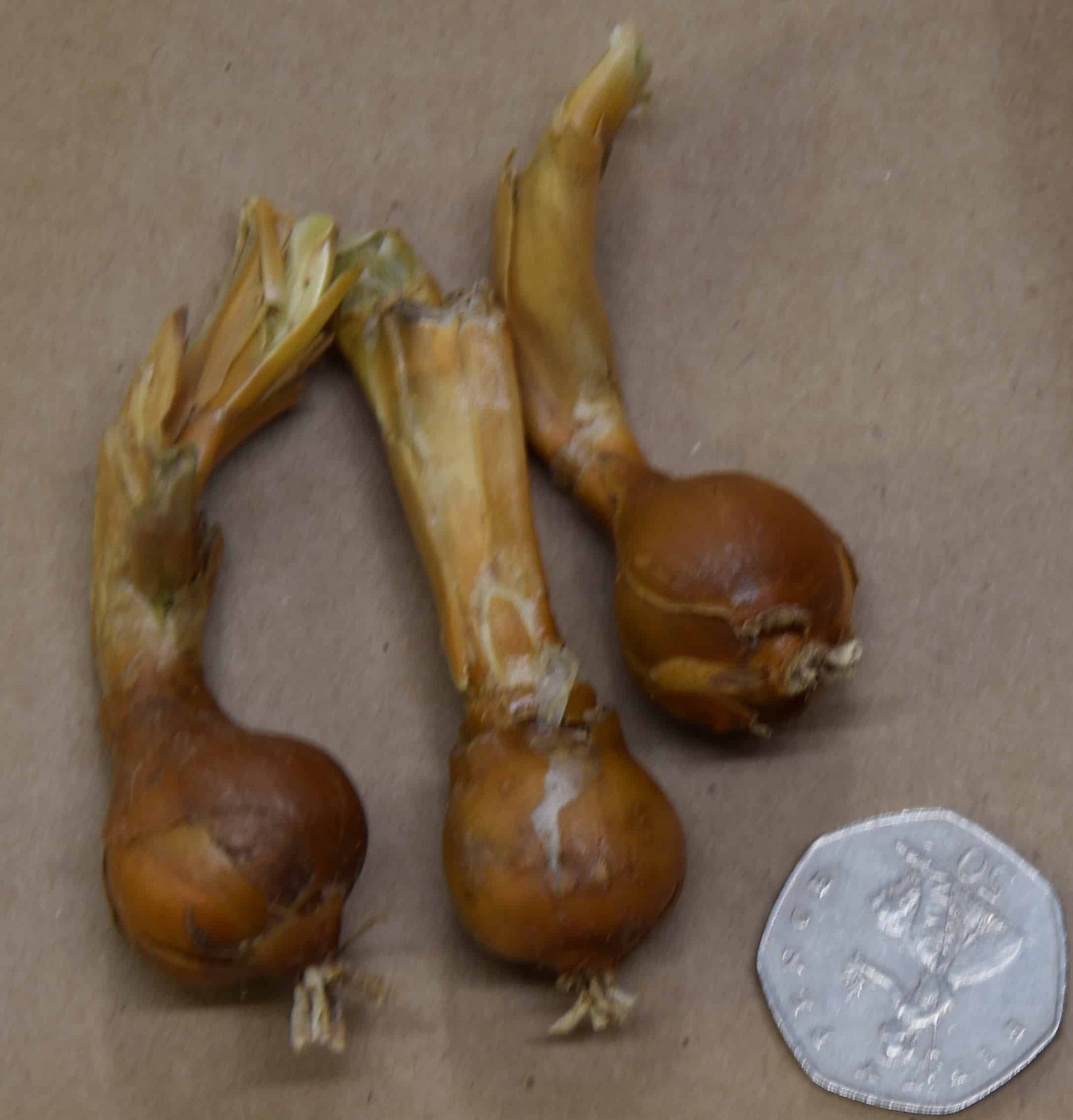 Brunsvigia gariepensis_8096