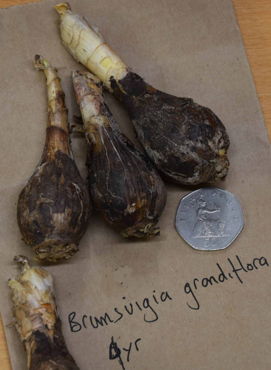 Brunsvigia grandiflora 4yr bulbs_8098