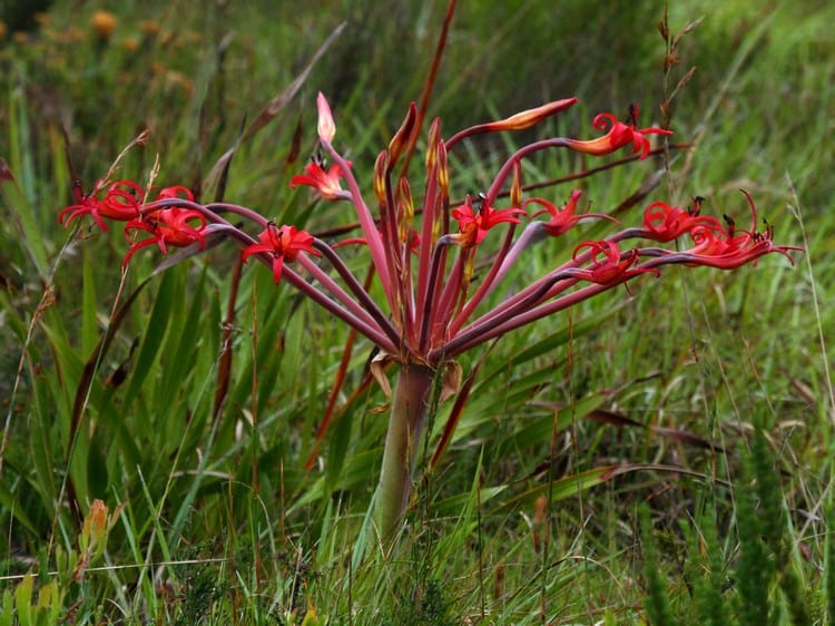 Brunsvigia litoralis PE