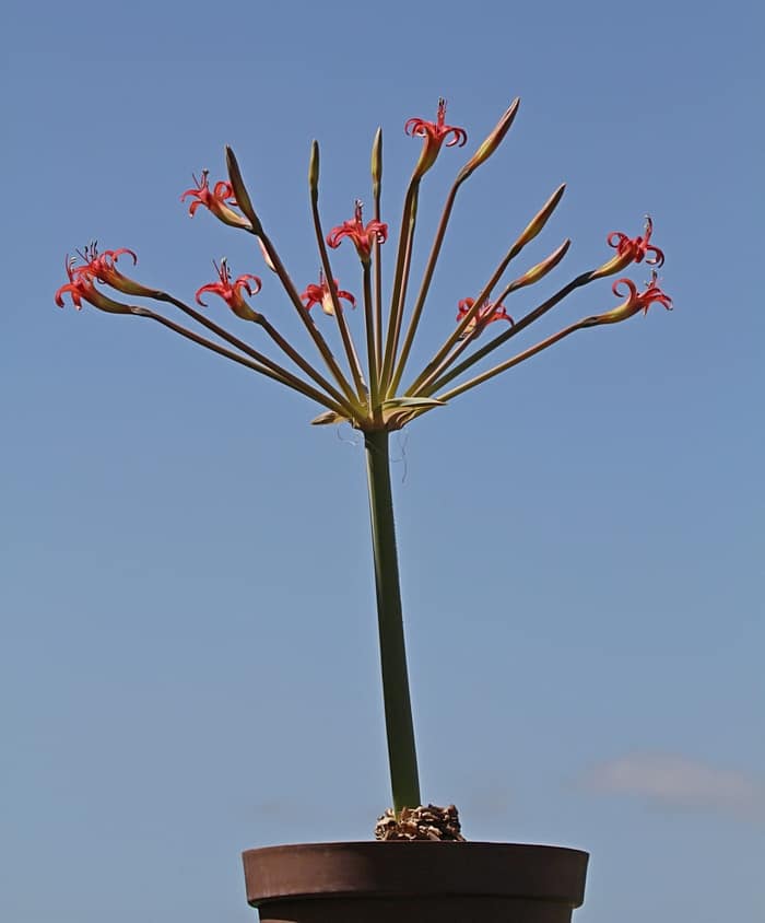 Brunsvigia litoralis full