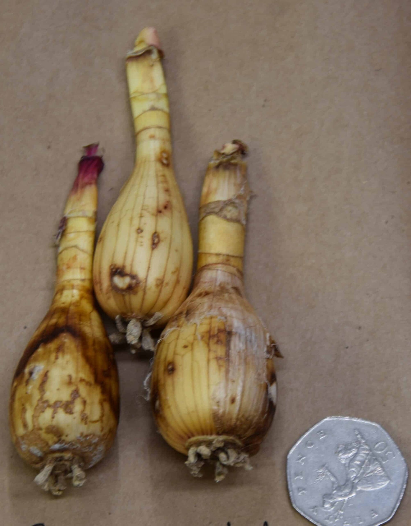 Brunsvigia litoralis_8097