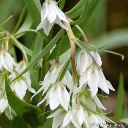 Bucharica