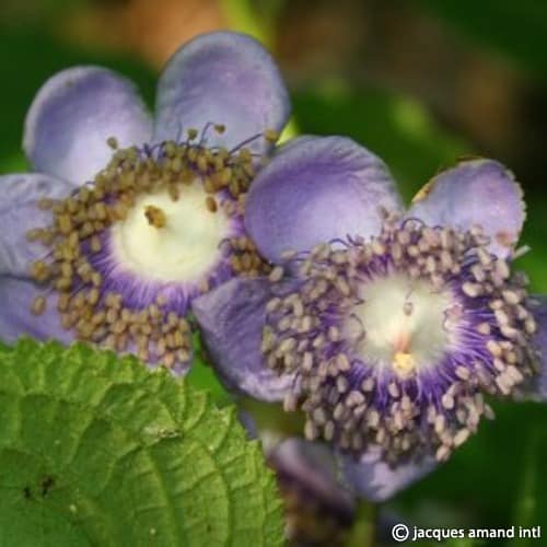 Caerulea