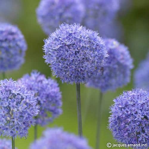 Caeruleum-AGM
