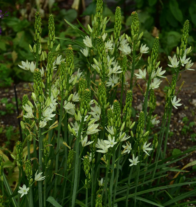 Camassia lechtlini Silk River sq