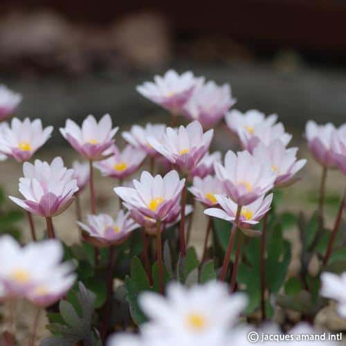 Canadensis-&#8216;Rosea&#8217;