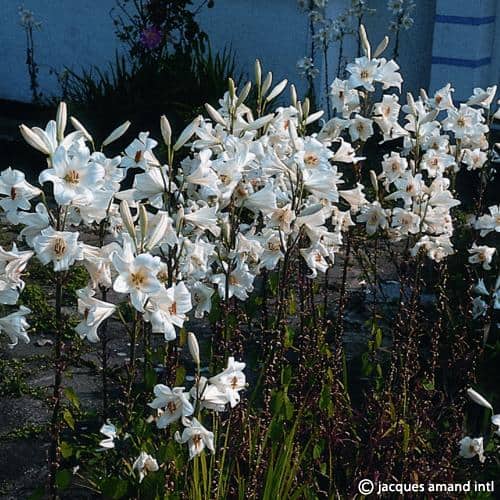Candidum-AGM