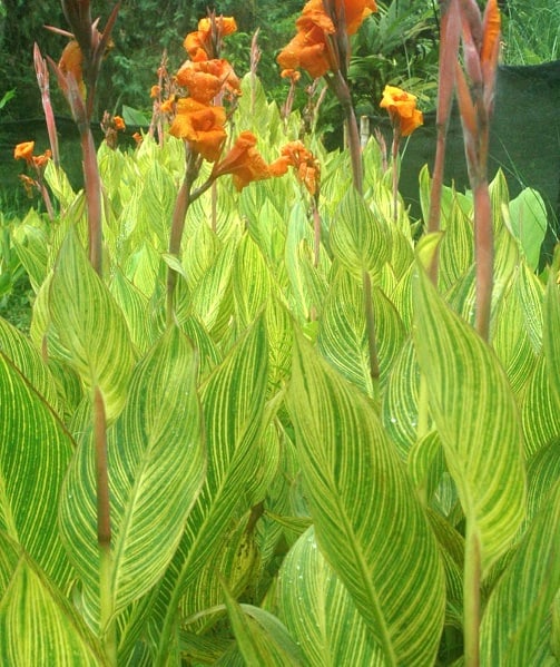 Canna pretoria catalogue