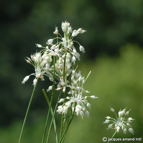 Carinatum-Ssp.-Pulchellum-Album-AGM