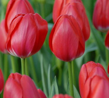 Cherry Delight_0309