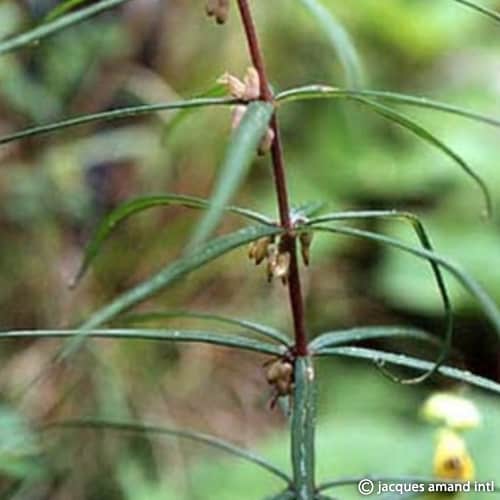Cirrhifolium