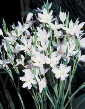Coccinea Alba