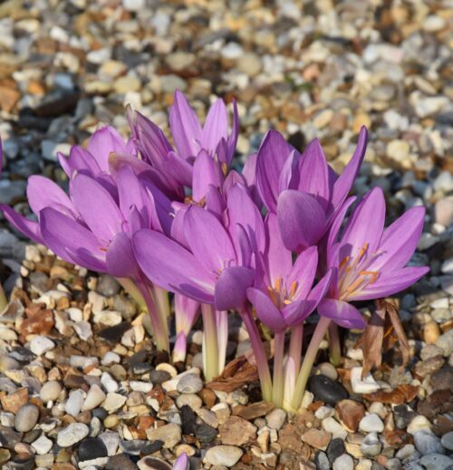 Colchicum Nancy Lindsay (no2)_8279