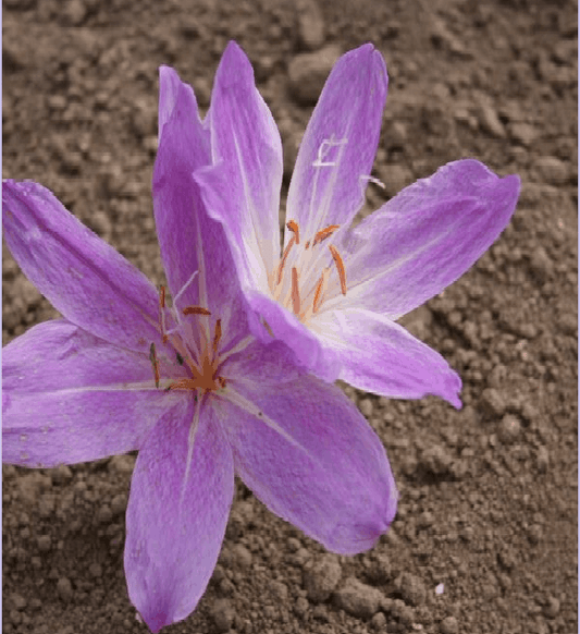 Colchicum bivonae Mount Giona