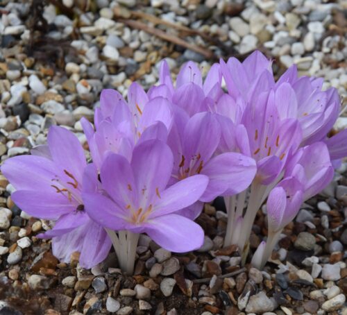 Colchicum byzantinum (32) 2017_7080