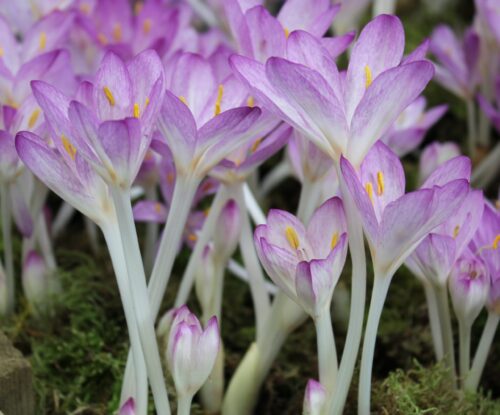 Colchicum cilicium var purpureum_6974 (2)