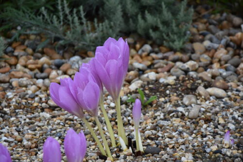 Colchicum giganteum ex Grey-Wilson_6839 (2)