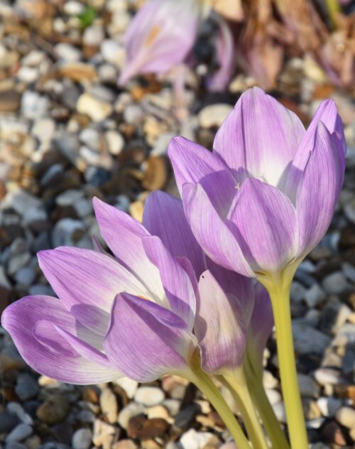 Colchicum speciosum (101) ex kew_8265
