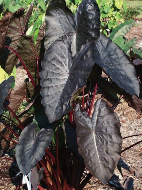 Colocasia Diamond Head (planthaven can use)
